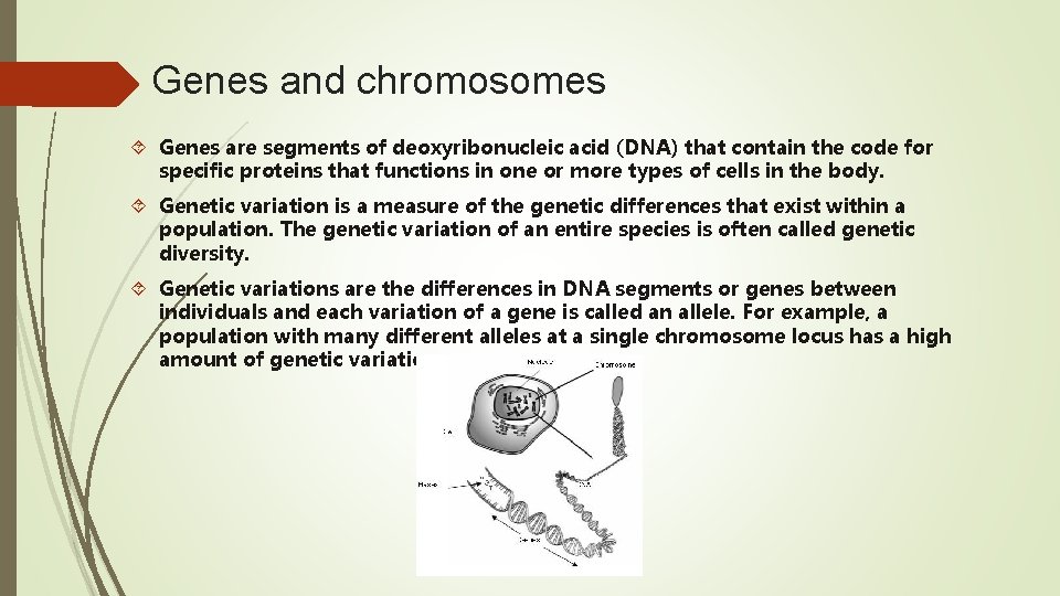 Genes and chromosomes Genes are segments of deoxyribonucleic acid (DNA) that contain the code