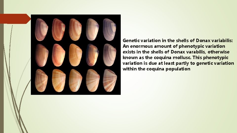 Genetic variation in the shells of Donax variabilis: An enormous amount of phenotypic variation