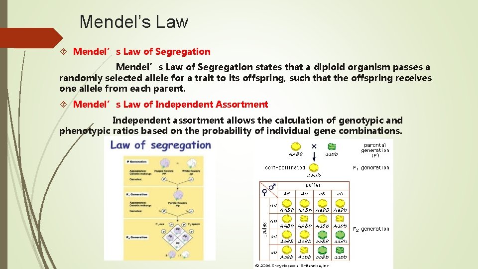 Mendel’s Law of Segregation Mendel’s Law of Segregation states that a diploid organism passes