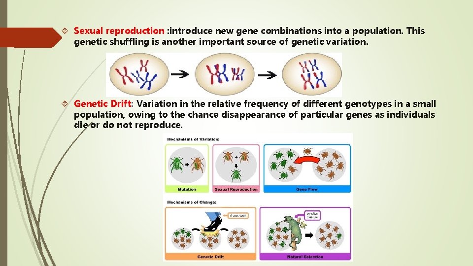  Sexual reproduction : introduce new gene combinations into a population. This genetic shuffling