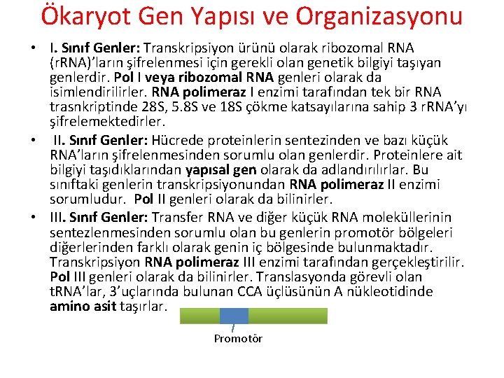 Ökaryot Gen Yapısı ve Organizasyonu • I. Sınıf Genler: Transkripsiyon ürünü olarak ribozomal RNA