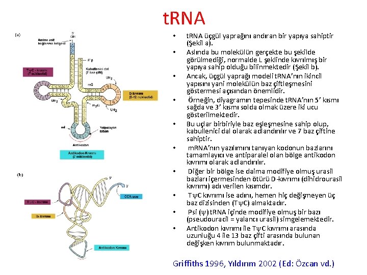 t. RNA • • • t. RNA üçgül yaprağını andıran bir yapıya sahiptir (Şekil