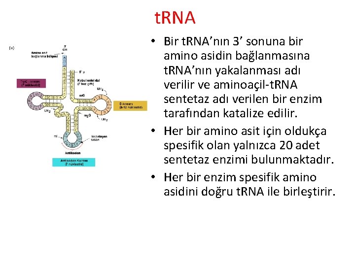 t. RNA • Bir t. RNA’nın 3’ sonuna bir amino asidin bağlanmasına t. RNA’nın