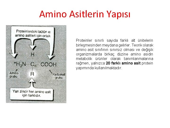 Amino Asitlerin Yapısı Proteinler sınırlı sayıda farklı alt ünitelerin birleşmesinden meydana gelirler. Teorik olarak