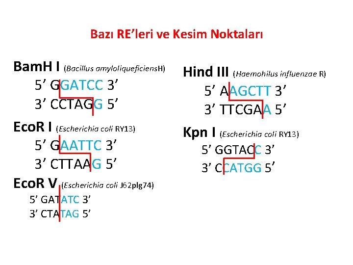 Bazı RE’leri ve Kesim Noktaları Bam. H I (Bacillus amyloliqueficiens. H) 5’ GGATCC 3’