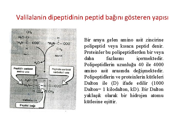 Valilalanin dipeptidinin peptid bağını gösteren yapısı Bir araya gelen amino asit zincirine polipeptid veya