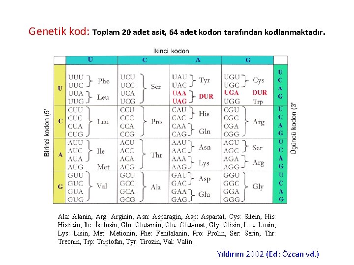 Genetik kod: Toplam 20 adet asit, 64 adet kodon tarafından kodlanmaktadır. Ala: Alanin, Arg: