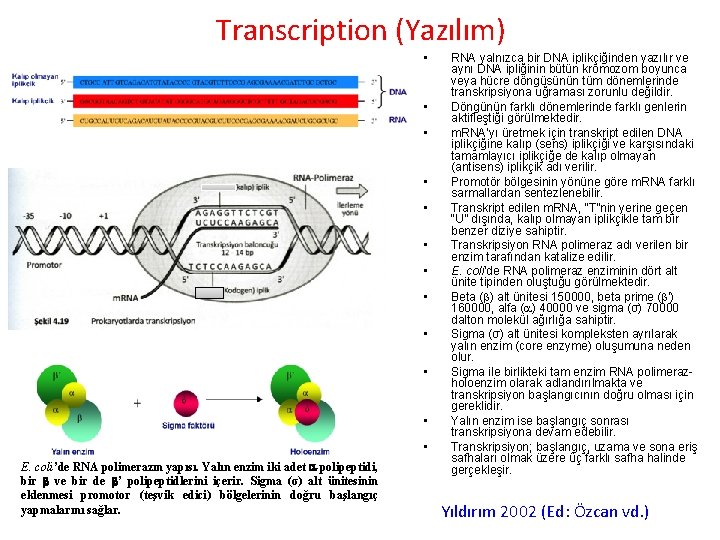 Transcription (Yazılım) • • • E. coli’de RNA polimerazın yapısı. Yalın enzim iki adet