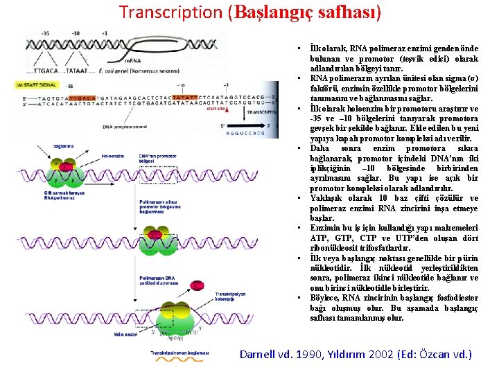 Transcription (Başlangıç safhası) • • İlk olarak, RNA polimeraz enzimi genden önde bulunan ve