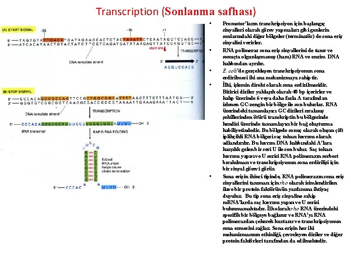 Transcription (Sonlanma safhası) • • • Promotor’ların transkripsiyon için başlangıç sinyalleri olarak görev yapmaları