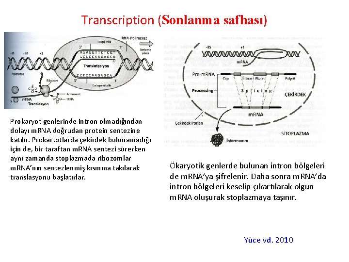 Transcription (Sonlanma safhası) Prokaryot genlerinde intron olmadığından dolayı m. RNA doğrudan protein sentezine katılır.