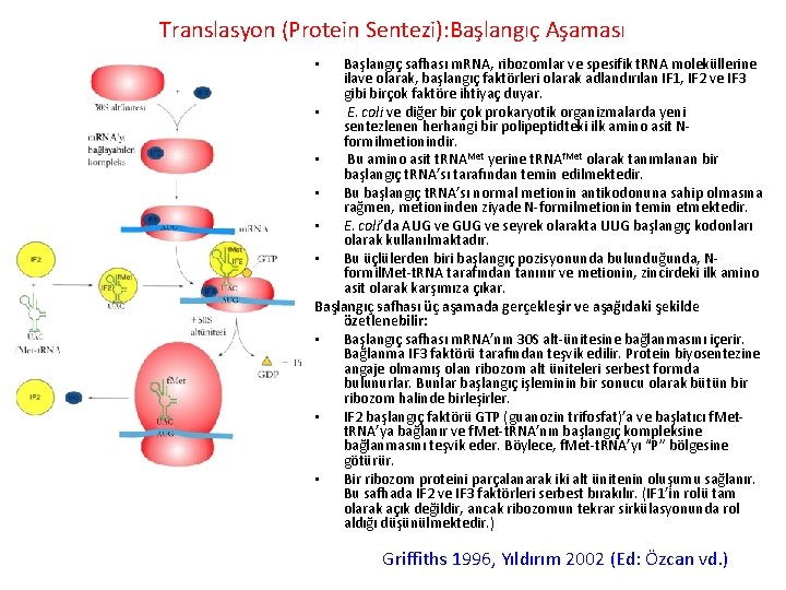 Translasyon (Protein Sentezi): Başlangıç Aşaması Başlangıç safhası m. RNA, ribozomlar ve spesifik t. RNA