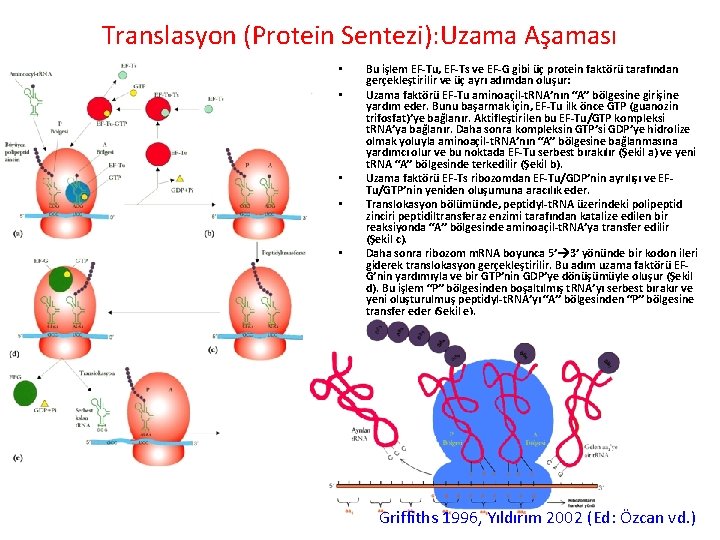 Translasyon (Protein Sentezi): Uzama Aşaması • • • Bu işlem EF-Tu, EF-Ts ve EF-G