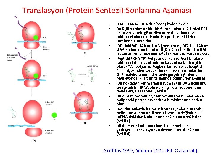 Translasyon (Protein Sentezi): Sonlanma Aşaması • • UAG, UAA ve UGA dur (stop) kodonlarıdır.