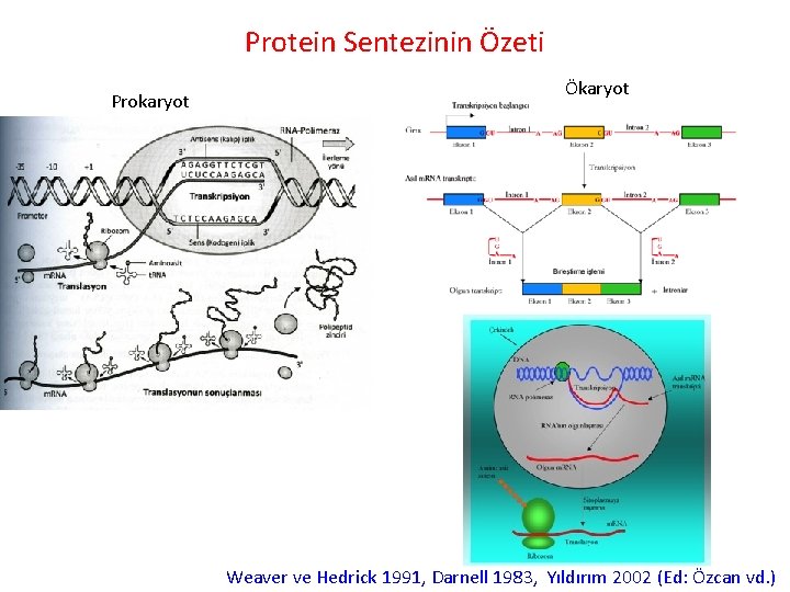 Protein Sentezinin Özeti Prokaryot Ökaryot Weaver ve Hedrick 1991, Darnell 1983, Yıldırım 2002 (Ed: