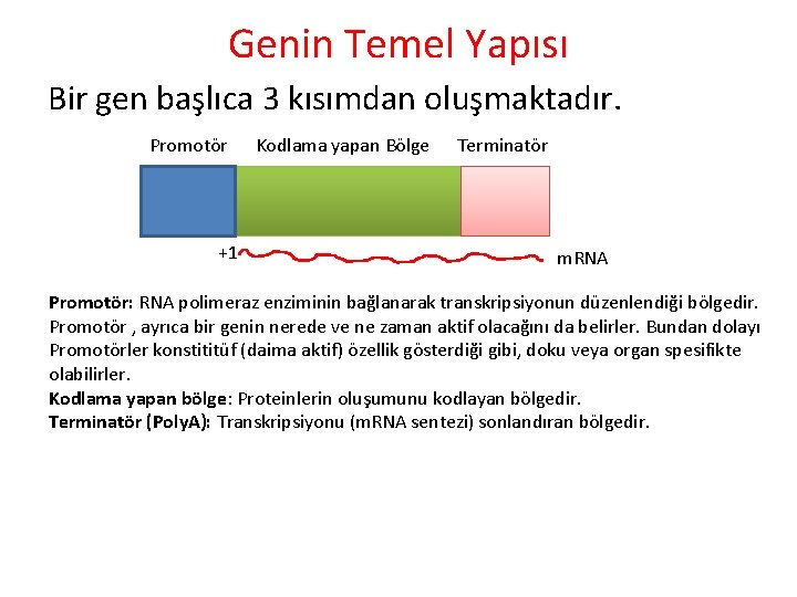 Genin Temel Yapısı Bir gen başlıca 3 kısımdan oluşmaktadır. Promotör +1 Kodlama yapan Bölge