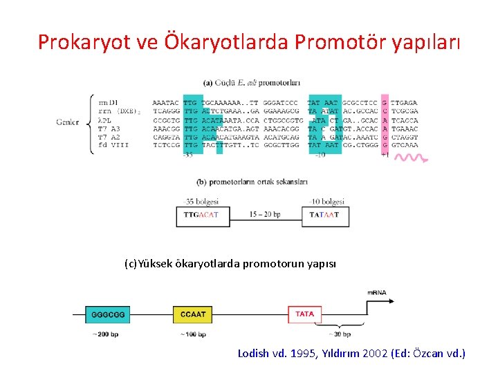 Prokaryot ve Ökaryotlarda Promotör yapıları (c)Yüksek ökaryotlarda promotorun yapısı Lodish vd. 1995, Yıldırım 2002