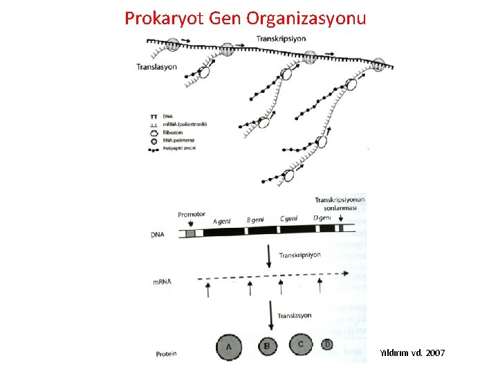 Prokaryot Gen Organizasyonu Yıldırım vd. 2007 