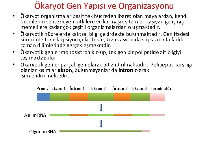 Ökaryot Gen Yapısı ve Organizasyonu • Ökaryot organizmalar basit tek hücreden ibaret olan mayalardan,