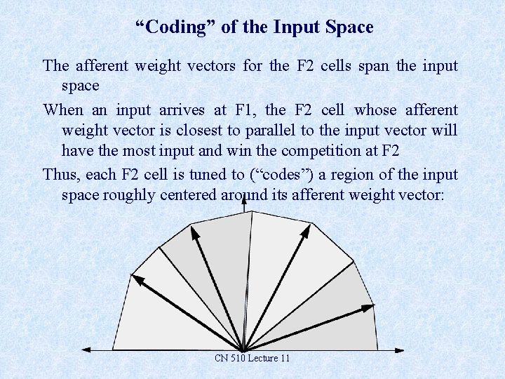 “Coding” of the Input Space The afferent weight vectors for the F 2 cells
