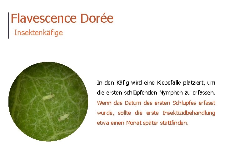 Flavescence Dorée Insektenkäfige In den Käfig wird eine Klebefalle platziert, um die ersten schlüpfenden