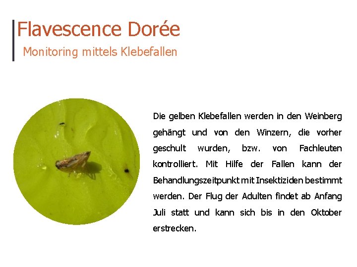 Flavescence Dorée Monitoring mittels Klebefallen Die gelben Klebefallen werden in den Weinberg gehängt und