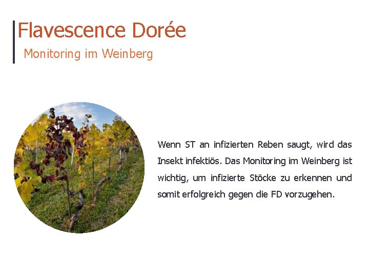 Flavescence Dorée Monitoring im Weinberg Wenn ST an infizierten Reben saugt, wird das Insekt