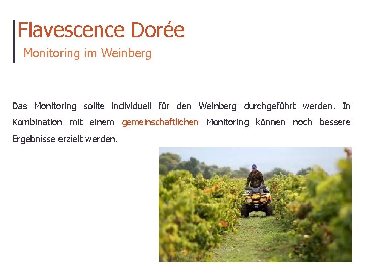 Flavescence Dorée Monitoring im Weinberg Das Monitoring sollte individuell für den Weinberg durchgeführt werden.