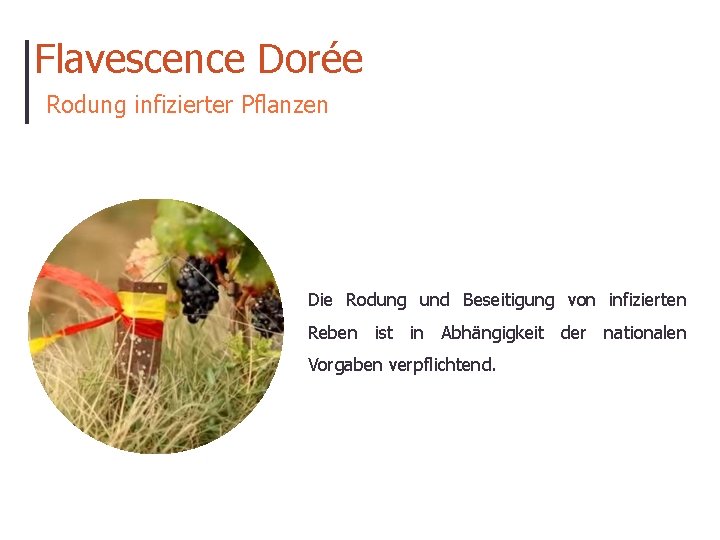 Flavescence Dorée Rodung infizierter Pflanzen Die Rodung und Beseitigung von infizierten Reben ist in