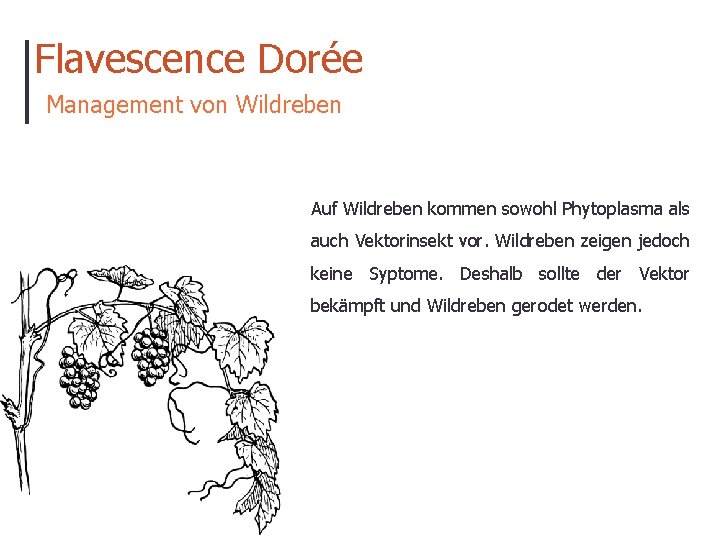 Flavescence Dorée Management von Wildreben Auf Wildreben kommen sowohl Phytoplasma als auch Vektorinsekt vor.