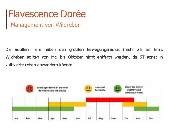 Flavescence Dorée Management von Wildreben Die adulten Tiere haben den größten Bewegungsradius (mehr als