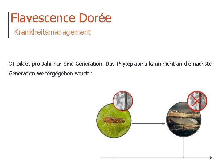 Flavescence Dorée Krankheitsmanagement ST bildet pro Jahr nur eine Generation. Das Phytoplasma kann nicht