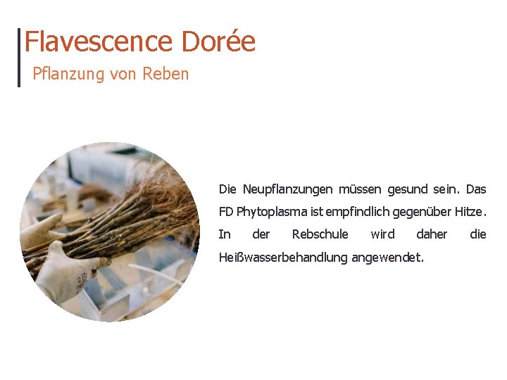 Flavescence Dorée Pflanzung von Reben Die Neupflanzungen müssen gesund sein. Das FD Phytoplasma ist