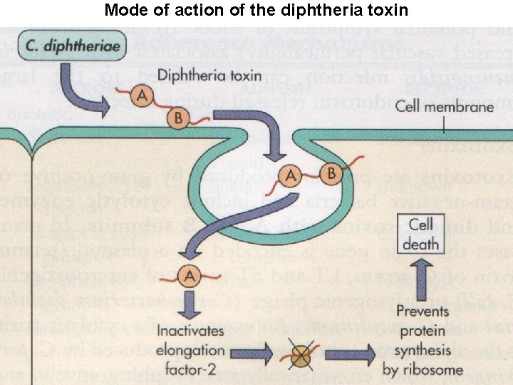 Mode of action of the diphtheria toxin 