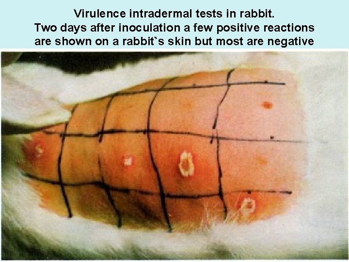 Virulence intradermal tests in rabbit. Two days after inoculation a few positive reactions are