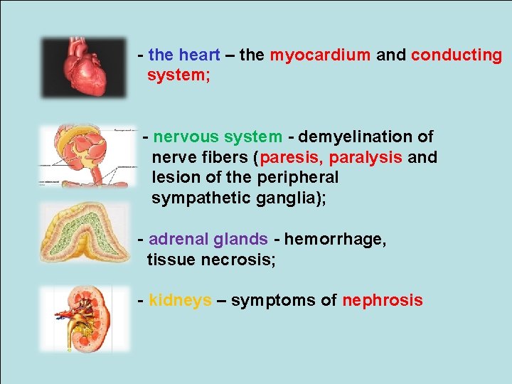 - the heart – the myocardium and conducting system; - nervous system - demyelination