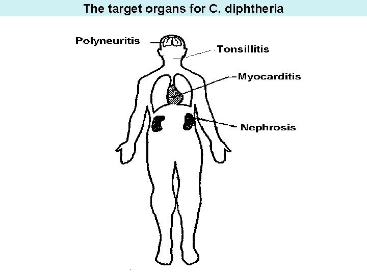 The target organs for C. diphtheria 