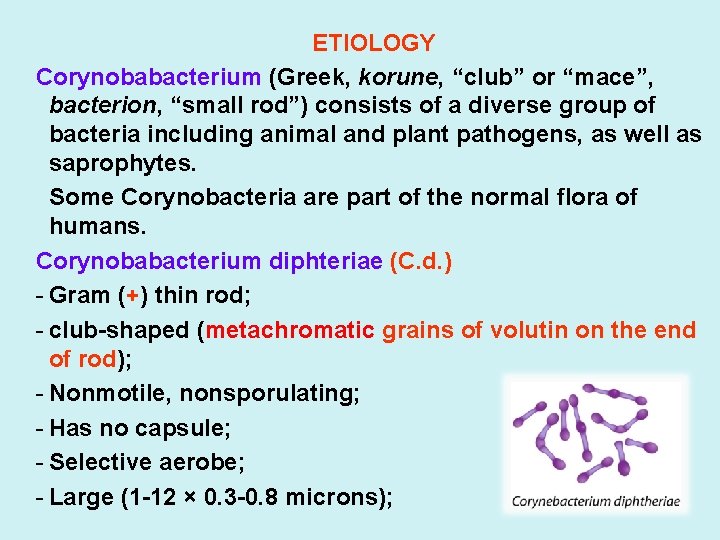 ETIOLOGY Corynobabacterium (Greek, korune, “club” or “mace”, bacterion, “small rod”) consists of a diverse