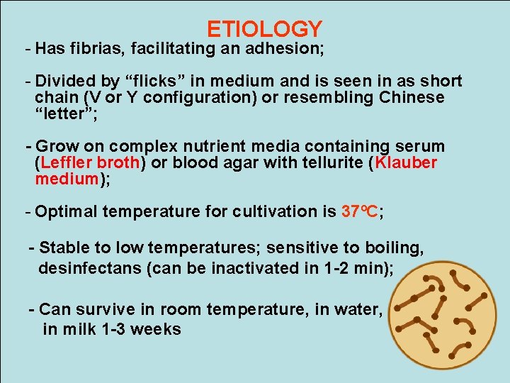 ETIOLOGY - Has fibrias, facilitating an adhesion; - Divided by “flicks” in medium and