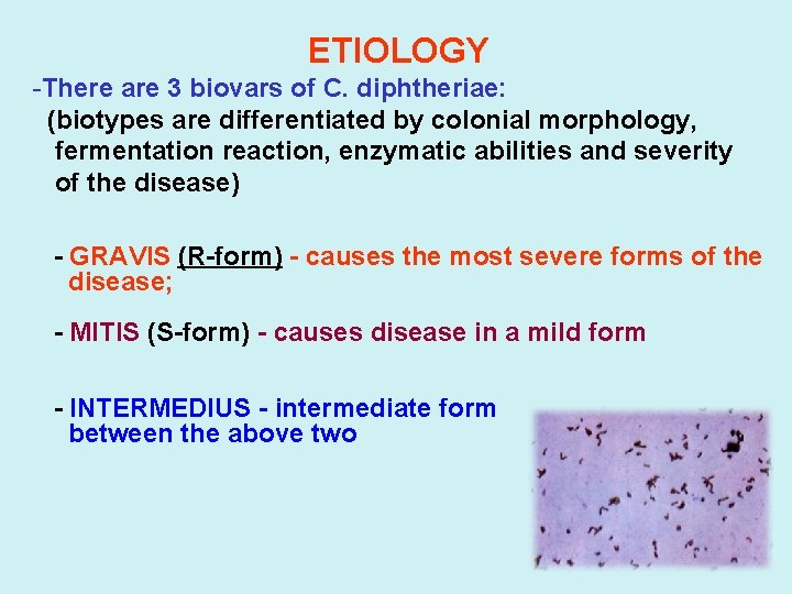 ETIOLOGY -There are 3 biovars of C. diphtheriae: (biotypes are differentiated by colonial morphology,