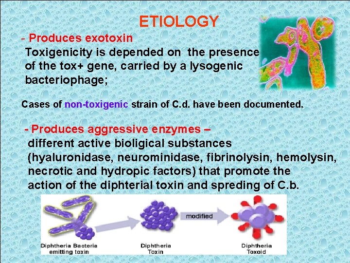 ETIOLOGY - Produces exotoxin Toxigenicity is depended on the presence of the tox+ gene,