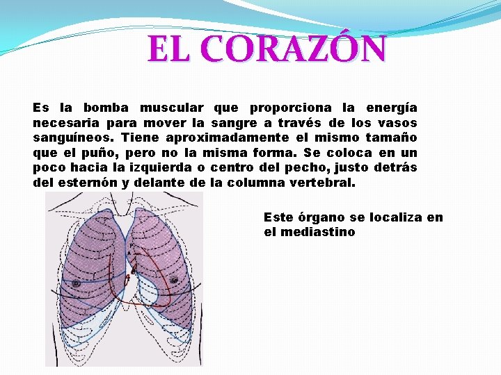 EL CORAZÓN Es la bomba muscular que proporciona la energía necesaria para mover la