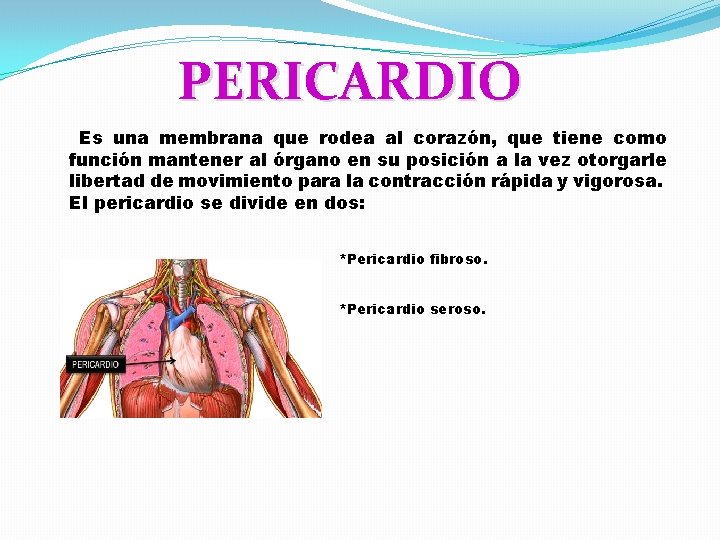 PERICARDIO Es una membrana que rodea al corazón, que tiene como función mantener al