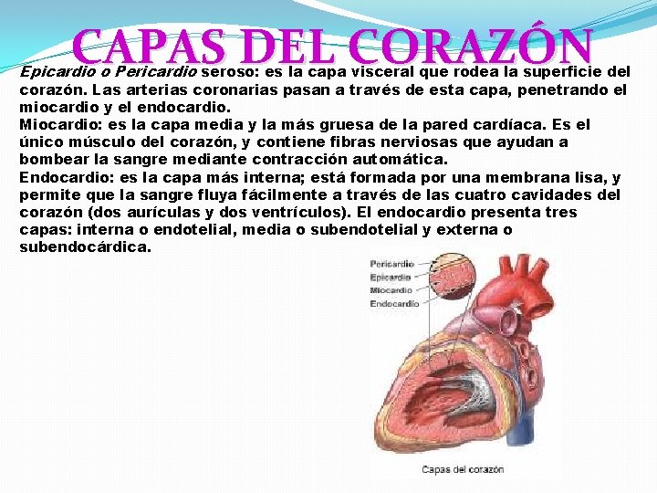 CAPAS DEL CORAZÓN Epicardio o Pericardio seroso: es la capa visceral que rodea la