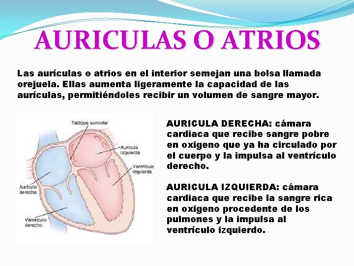 AURICULAS O ATRIOS Las aurículas o atrios en el interior semejan una bolsa llamada