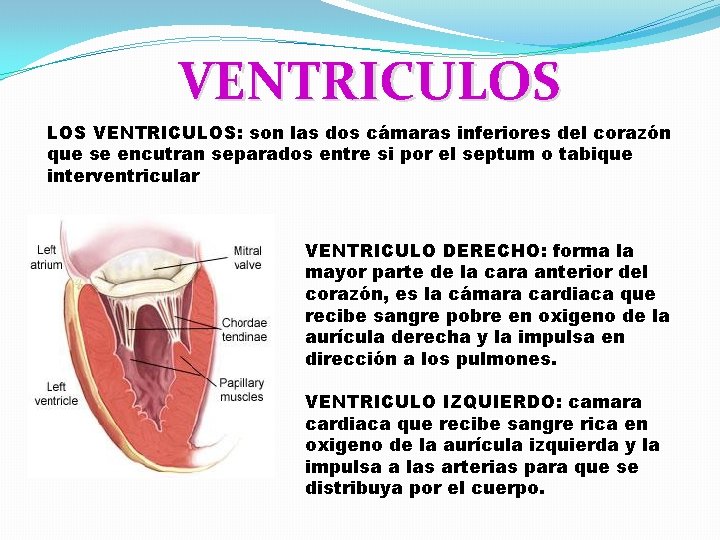 VENTRICULOS: son las dos cámaras inferiores del corazón que se encutran separados entre si