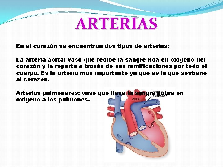 ARTERIAS En el corazón se encuentran dos tipos de arterias: La arteria aorta: vaso