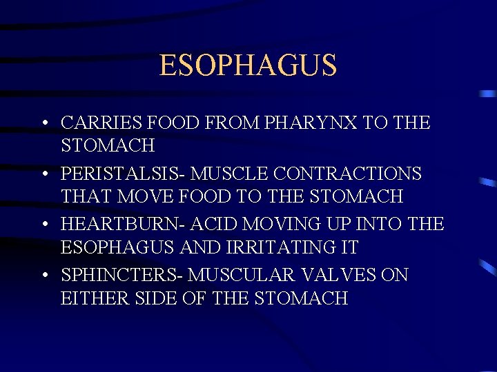 ESOPHAGUS • CARRIES FOOD FROM PHARYNX TO THE STOMACH • PERISTALSIS- MUSCLE CONTRACTIONS THAT