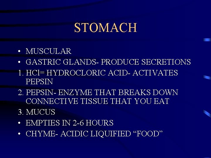 STOMACH • MUSCULAR • GASTRIC GLANDS- PRODUCE SECRETIONS 1. HCl= HYDROCLORIC ACID- ACTIVATES PEPSIN