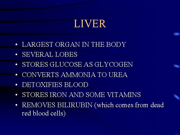LIVER • • LARGEST ORGAN IN THE BODY SEVERAL LOBES STORES GLUCOSE AS GLYCOGEN